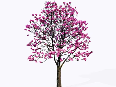 Graceful Flowering Arbor With Pink Blossoms And Brown Trunk In Bloom 3d model