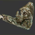 Moth Wings Featuring Intricate Patterns Eye Like Markings Tattered Edges And Brown Purple White Hues