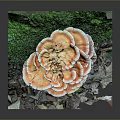 Orange Edible Mushroom Surrounded by Green Moss and Fallen Leaves