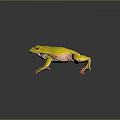 Vibrant Yellow Frog With White Spots And Pink Legs On Dark Background With Reflection