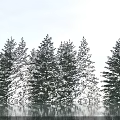 Beautiful Snow Covered Evergreen Trees Against Clear Blue Sky With Water Reflection