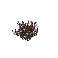 Blooming Red Flowers and Green Leaves Against Black Background With Side Ruler