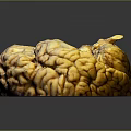 Realistic Game Movie Character Brain With Grooved Yellow Brown Surface Black Base And Reflections
