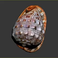 Stunning Marine Snail Aquatic Animal with Spiral Shell and Intricate Color Patterns