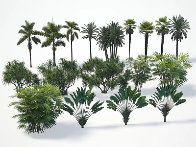 Various Tropical Trees 3D Models Collection With Lush Foliage And Detailed Trunks 3d model