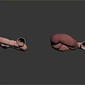 Pink Tubular Intestinal 3D Models With Curved And Circular Structure On Gray Background With Reflection