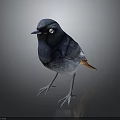 Vibrant Blue Bird With White Eye Patch And Orange Tail Standing On Dark Surface 3d model
