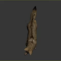 Realistic Coyote 3D Model Standing With Brown Fur Pointed Ears And Bushy Tail