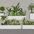 Elegant Display Of Various Flowering Plants And Green Foliage In White Rectangular Planters