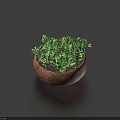Healthy Bonsai Potted Plant With Green Foliage In Small Terracotta Pot On Dark Surface