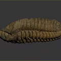 Trilobite Ancient Marine Animal Fossilized Remains With Segmented Exoskeleton Isolated On Dark Background