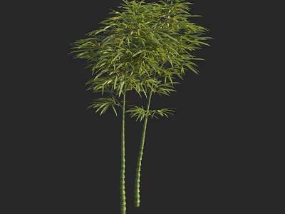 Bamboo Plant with Two Stalks and Lush Green Leaves Against Black Background 3d model