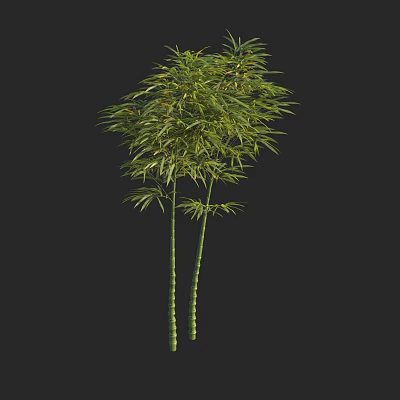 Bamboo Plant with Two Stalks and Lush Green Leaves Against Black Background 3d model