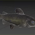 Aquatic Black Fish with Striking Blue Eyes Prominent Whiskers Detailed Closeup View