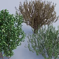 Various Shrubs Displaying Lush Green Brown Withered And Moderately Lush Foliage
