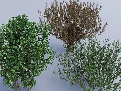 Various Shrubs Displaying Lush Green Brown Withered And Moderately Lush Foliage 3d model