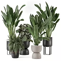 Diverse Potted Green Plants With Broad Leaves And Black Beige Pots On Tall Stands