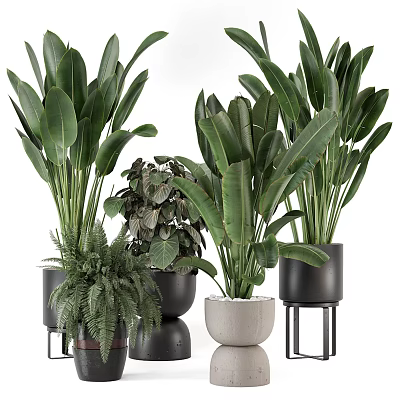 Diverse Potted Green Plants With Broad Leaves And Black Beige Pots On Tall Stands 3d model
