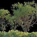 Lush Green Shrubs With Dense Foliage Enhancing Outdoor Garden Landscape