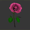 Beautiful Pink Rose Plant With Green Leaves And Stem On Gray Background
