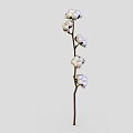 Natural Cotton Plant With Three White Fluffy Bolls On Brown Stem