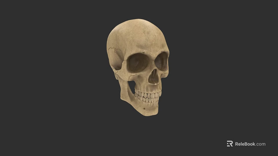 Detailed Realistic Skull 3D Model Design For Game Movie Character Render 3d model 