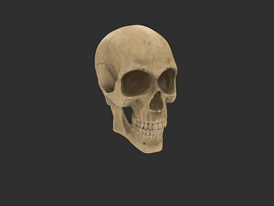 Detailed Realistic Skull 3D Model Design For Game Movie Character Render 3d model