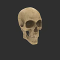Detailed Realistic Skull 3D Model Design For Game Movie Character Render 3d model
