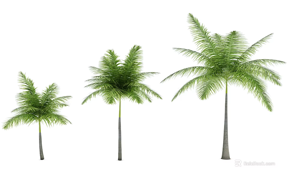 Three Palm Trees With Green Foliage And Different Sizes In Natural Scene 3d model 