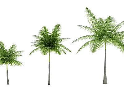 Three Palm Trees With Green Foliage And Different Sizes In Natural Scene 3d model