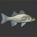 Silver Fish With Blue Fins And Yellow Eyes On Gray Background Showing Reflection Below