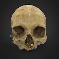 Man Examining Ancient Human Skull With Detailed Bone Structure And Features 3d model