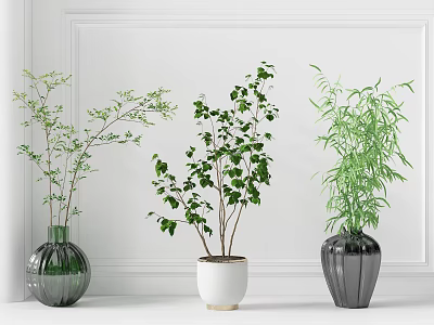 Bonsai Potted Plants With Glass And Ceramic Pots Fresh Green Foliage Against White Wall Interior 3d model