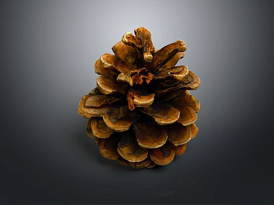 Natural Brown Pine Cone With Detailed Texture For Home Decor Accessory 3d model