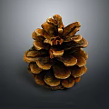 Natural Brown Pine Cone With Detailed Texture For Home Decor Accessory 3d model