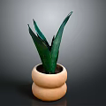 Green Leaf Plant In Terracotta Double Layered Pot With Dark Background