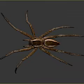 Brown Spider With Long Legs And White Stripe On Dark Background