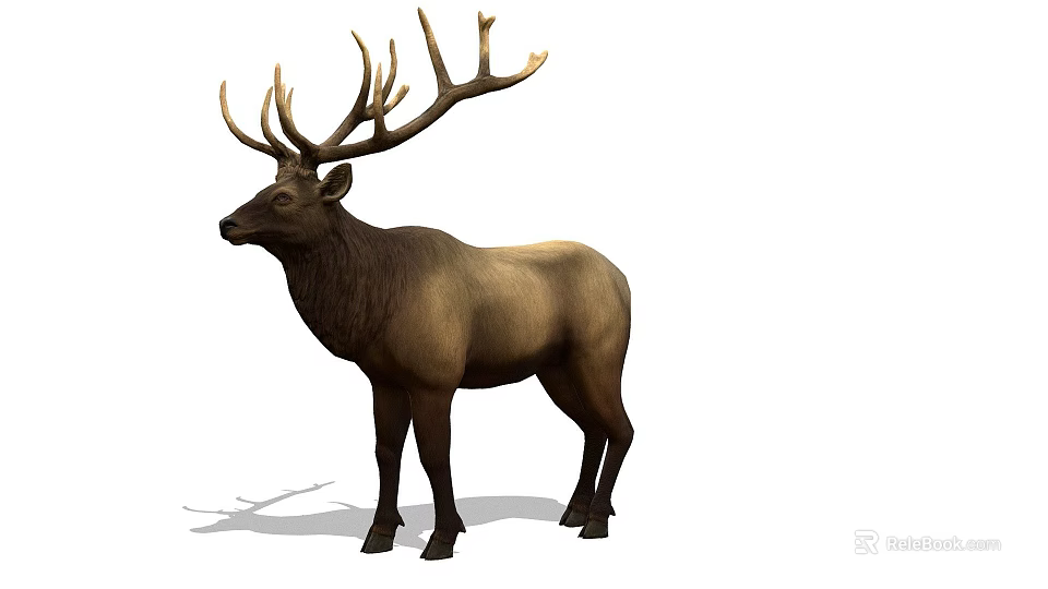 Realistic Deer With Large Antlers Standing On White Background 3d model