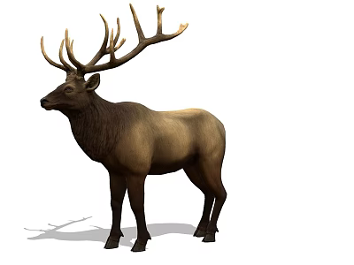 Realistic Deer With Large Antlers Standing On White Background 3d model