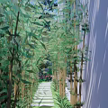 Serene Bamboo Garden Pathway With Stone Steps And Lush Green Plants