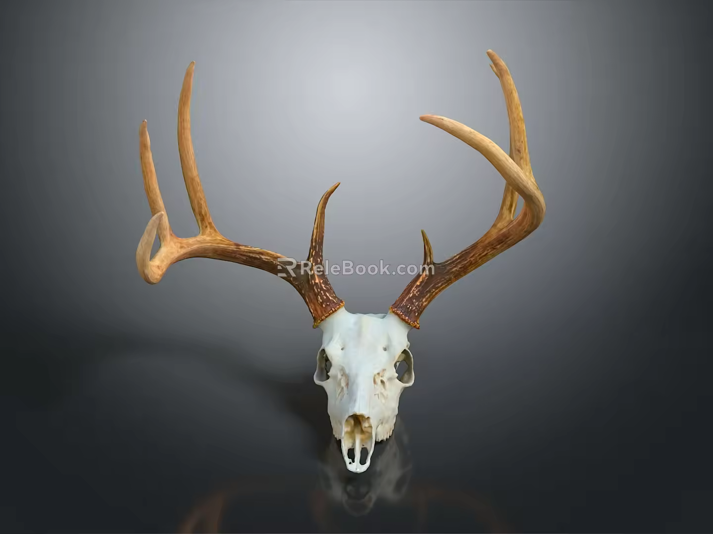 Modern Skull Animal Head Bone Horn Deer Head Bone Fossils 3d model