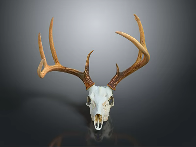 Medical Anatomical Device Deer Skull Model With Antlers And Reflective Surface 3d model
