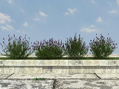 Lavender Bushes Growing Along Stone Wall Under Blue Sky With White Clouds 3d model