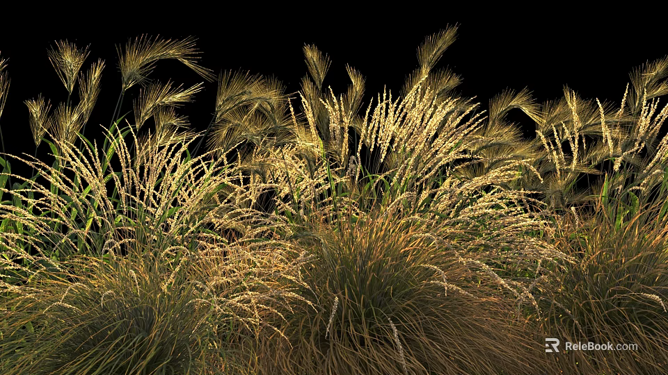 Golden Grasses Against Black Background With Slender Leaves And Spikelet Structures 3d model 