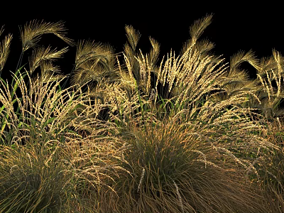 Golden Grasses Against Black Background With Slender Leaves And Spikelet Structures 3d model