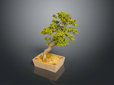 Bonsai Plant with Green Leaves in Square Ceramic Pot as Indoor Decorative Small Tree 3d model