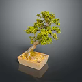 Bonsai Plant with Green Leaves in Square Ceramic Pot as Indoor Decorative Small Tree