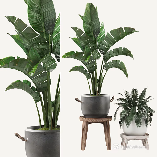 Large Leafy Potted Plants With Metal And White Pots On Wooden Stool 3d model 