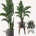 Large Leafy Potted Plants With Metal And White Pots On Wooden Stool