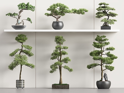 New Chinese Bonsai New Chinese Bonsai Welcome Pine Bonsai Luo Han Pine Bonsai 3d model